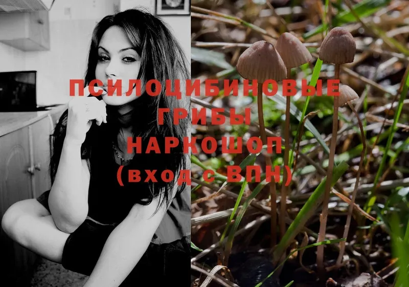 Галлюциногенные грибы Psilocybe  Талдом 